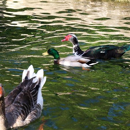 Quinta De Chousas - Braga - Agroturismo Dış mekan fotoğraf