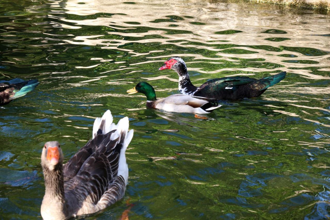 Quinta De Chousas - Braga - Agroturismo Dış mekan fotoğraf